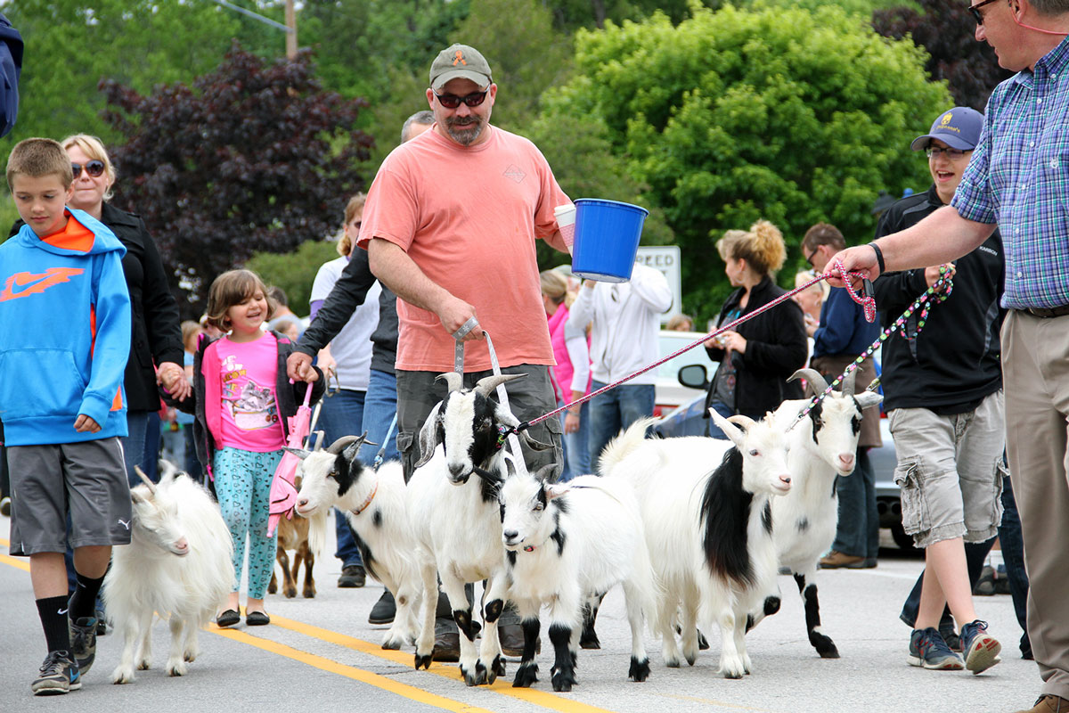 Al Johnson's Goats Parade